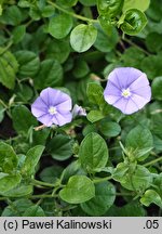 Convolvulus sabatius (powój mauretański)