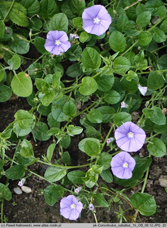 Convolvulus sabatius (powój mauretański)