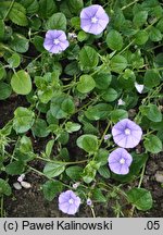 Convolvulus sabatius (powój mauretański)