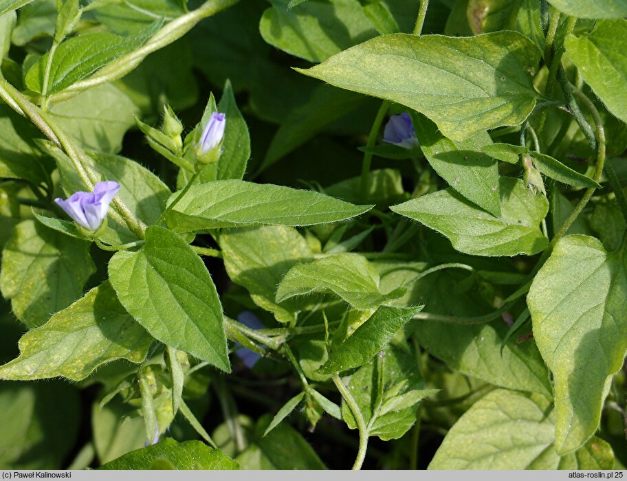 Convolvulus siculus