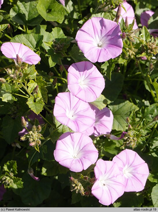 Convolvulus stachydifolius