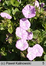 Convolvulus stachydifolius