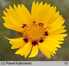 Coreopsis basalis (nachyłek Drumonda)