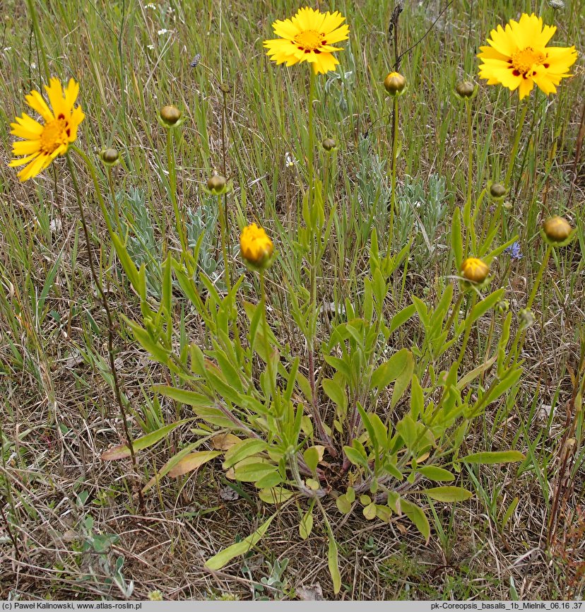 Coreopsis basalis (nachyłek Drumonda)