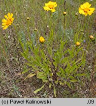 Coreopsis basalis (nachyłek Drumonda)