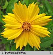 Coreopsis lanceolata (nachyłek lancetowaty)