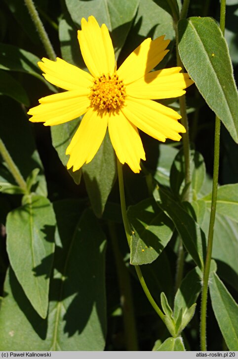 Coreopsis pubescens