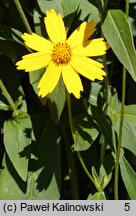 Coreopsis pubescens