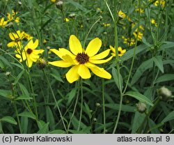 Coreopsis tripteris