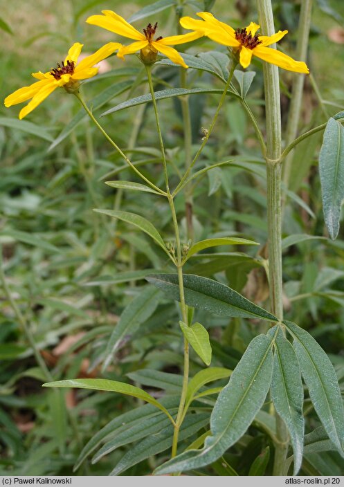 Coreopsis tripteris