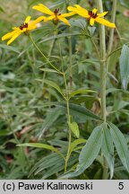 Coreopsis tripteris