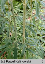 Coreopsis tripteris