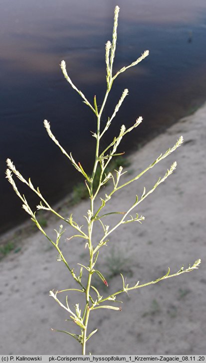 Corispermum hyssopifolium (wrzosowiec hyzopolistny)