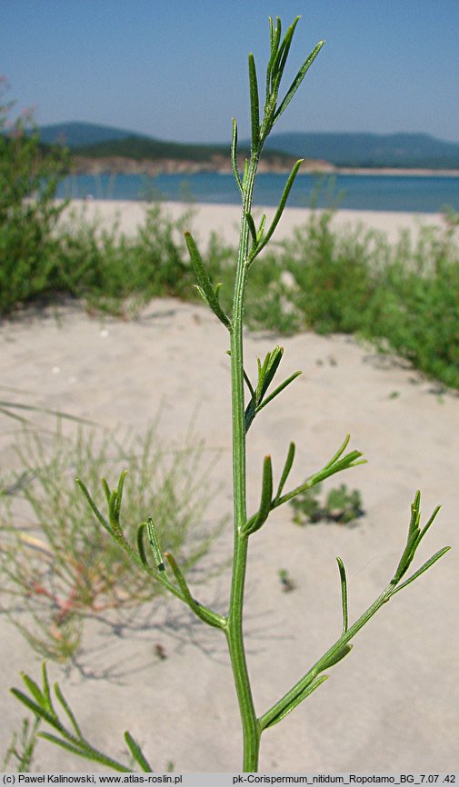 Corispermum nitidum (wrzosowiec lśniący)