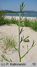 Corispermum nitidum (wrzosowiec lśniący)