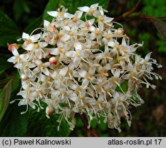 Cornus alba (dereń biały)