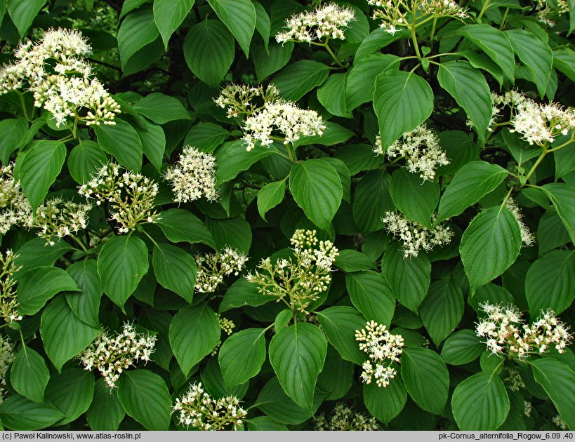 Cornus alternifolia (dereń skrętolistny)