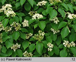 Cornus alternifolia (dereń skrętolistny)