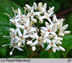 Cornus amomum (dereń błękitny)