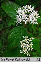 Cornus amomum (dereń błękitny)