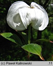 Cornus florida (dereń kwiecisty)