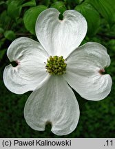 Cornus florida (dereń kwiecisty)