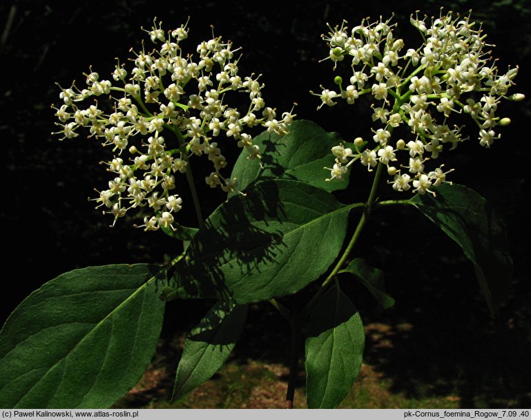 Cornus foemina (dereń bagienny)