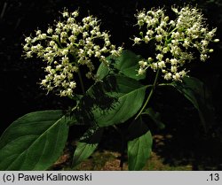 Cornus foemina (dereń bagienny)