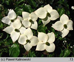 Cornus kousa var. kousa (dereń kousa japoński)