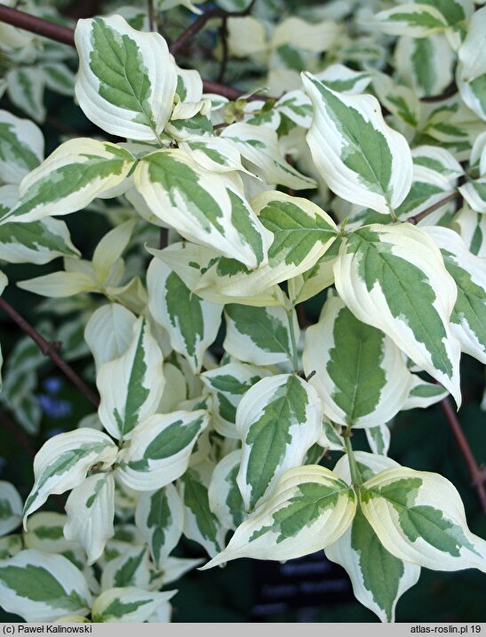 Cornus mas Variegata