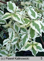 Cornus mas Variegata