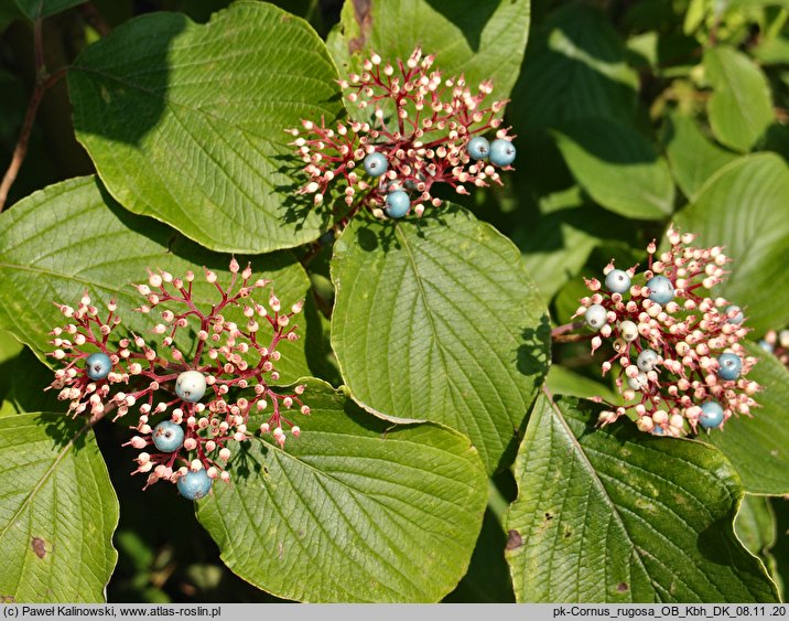 Cornus rugosa (dereń rozłogowy)