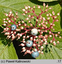 Cornus rugosa (dereń rozłogowy)