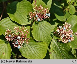 Cornus rugosa (dereń rozłogowy)