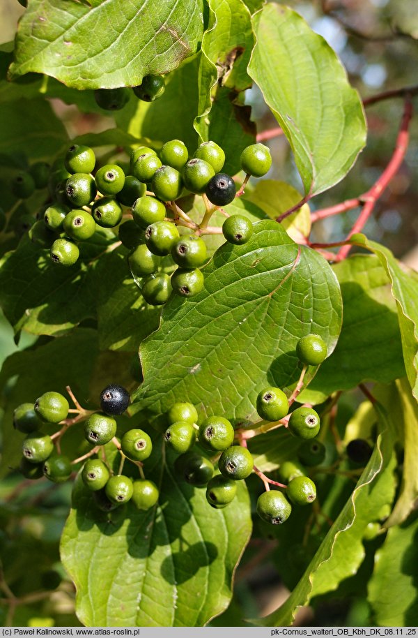 Cornus walteri (dereń Waltera)