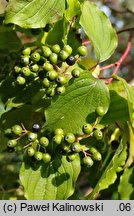 Cornus walteri (dereń Waltera)