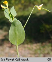 Coronilla scorpioides (cieciorka sierpowata)