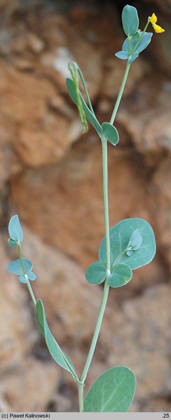 Coronilla scorpioides (cieciorka sierpowata)