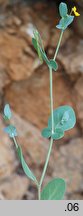 Coronilla scorpioides (cieciorka sierpowata)