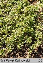 Coronopus didymus (wronóg podwójny)