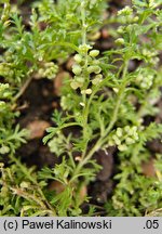 Coronopus didymus (wronóg podwójny)