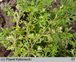 Coronopus didymus (wronóg podwójny)