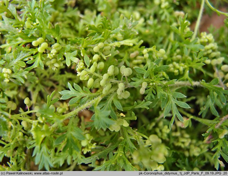 Coronopus didymus (wronóg podwójny)