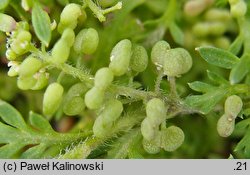 Coronopus didymus (wronóg podwójny)