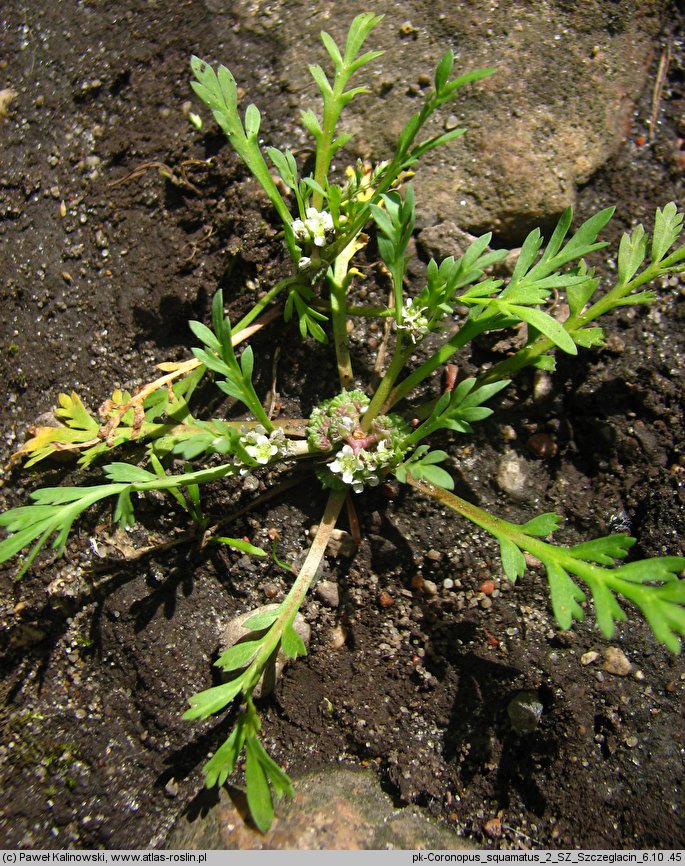 Coronopus squamatus (wronóg grzebieniasty)