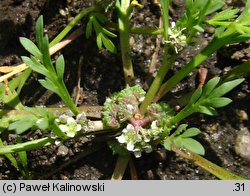 Coronopus squamatus (wronóg grzebieniasty)