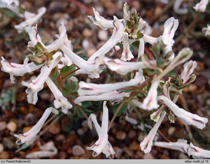 Corydalis afghanica