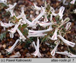 Corydalis afghanica