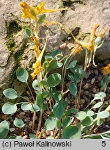 Corydalis aitchisonii