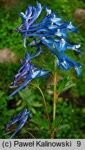 Corydalis calycosa